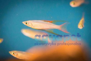 Tęczanka filigranowa (Iriatherina Werneri)