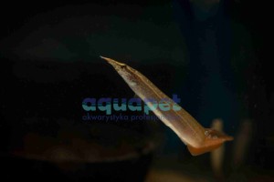 Węgorek ciernisty (Macrognatus aculeatus)