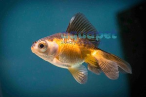 Welon oranda, ryukin, teleskop 5-7 cm