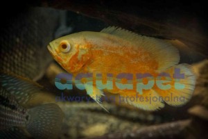 Pielęgnica pawiooka Chilli Red Oscar 