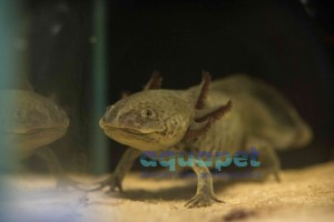 Aksolotl meksykański (Ambystoma meksykańska)