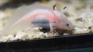 Aksolotl meksykański albino (Ambystoma meksykańska)