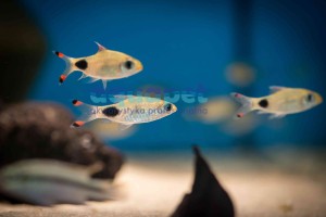 Dawkinsia Assimillis