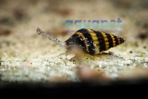 Ślimak Helenka (łac. Clea Helena)