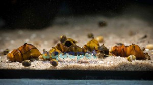 Ślimak Brotia Pogodula