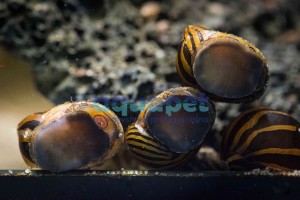 Ślimak Neritina Zebra