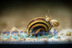Ślimak Asolene Spixi