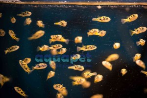 Kolcobrzuch Karłowaty