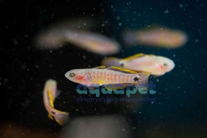 Głowaczyk (tateurdina ocelicauda)