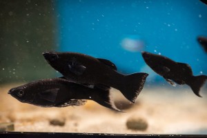 Molinezja Black Molly