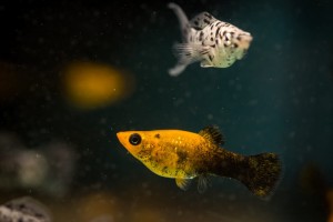 Molinezja złoto czarna