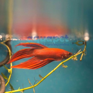 Bojownik Weloniasty  ( betta splendens)