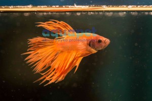 Bojownik Strzępiasty