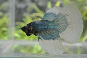 Bojownik Superdelta Big  Ears