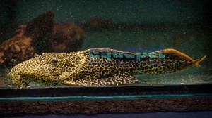 Zbrojnik L114 Pseudoacanthicus cf. leopardus 7-8 cm