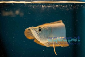Arowana srebrna Osteoglossum  10-12 cm