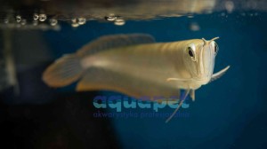Arowana srebrna Osteoglossum  20-25 cm