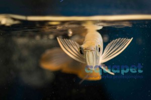 Arowana srebrna Osteoglossum 40-45 cm