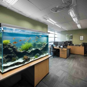 Serwis akwarium w biurze