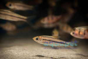 Brzanka liniowana (Puntius johorensis)