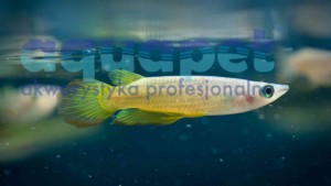 Szczupieńczyk złoty ( Aplocheilus lineatus gold)