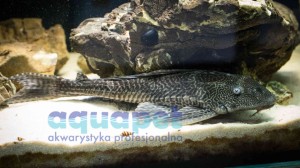 Plecostomus (Hypostomus plecostomus)