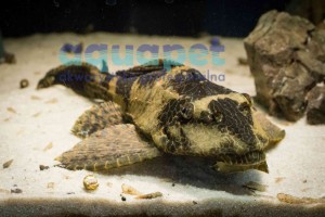 Zbrojnik lamparci (Glyptoperichthys gibbiceps)