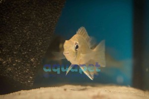 Grzebiec zielony (Biotodoma cupido)