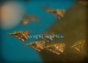 Pstrążenica marmurkowa (Carnegiella strigata)