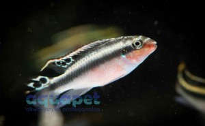 Barwniak czerwonobrzuchy (Pelvicachromis pulcher)