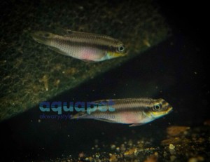 Barwniak Nigeria red (Pelvicachromis taeniatus)