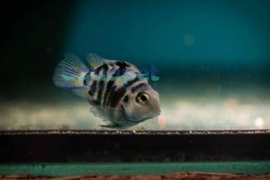 Pielęgnica papuzia Blue Pearl