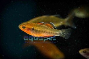 Śpioszka pomarańczowa (Hypseleotris compressa)