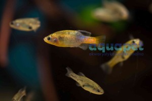 Ksenotoka Xenotoca doadrioi / San Marco