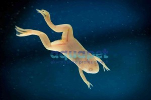 Żabka karlik szponiasty albinos (Hymenochirus boettgeri)