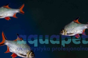 Brzanka czerwonoogoniasta (Barbus altus)