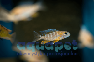 Aulonocara Jacobsfreibergi 3-4cm