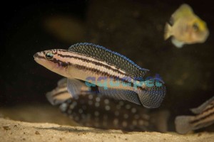 Tropheus Duboisi