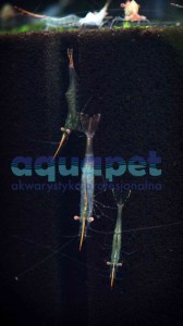Krewetki Pinokio Red Nose (Caridina Red Nose)