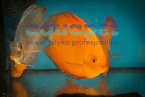 Paletka dyskowiec (Symphysodon eaquifasciatus) 8-10cm