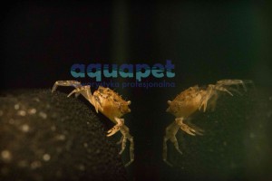 Krab Mekhong Thelphusa