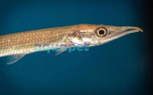 Barakuda Słodkowodna (Ctenolucius hujeta)