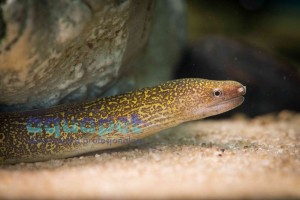 Murena Śnieżna (Gymnothorax Tile)