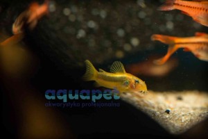 Kirys Gold Laser CW010