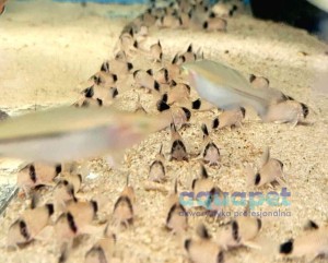 Kirys Panda (Corydoras Panda)