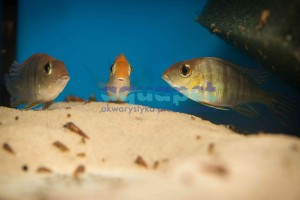 Ziemiojad Red Head Tapajos