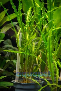 Zwartka skręcona (Cryptocoryne balansae)