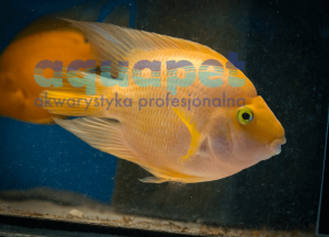 Pielęgnica Papuzia 7-9cm ( Cichlasoma sp.)