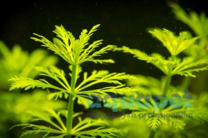 Limnophila Sessiflora