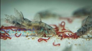 Kirys Pstry (Hoplisoma paleatum) 